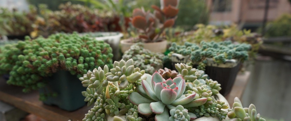 GRENOBLE : une grande vente de plantes attend les amateurs de verdure