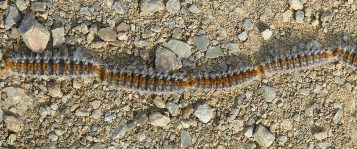 AUVERGNE-RHÔNE-ALPES : au printemps, les balades avec son chien peuvent vite tourner au piège