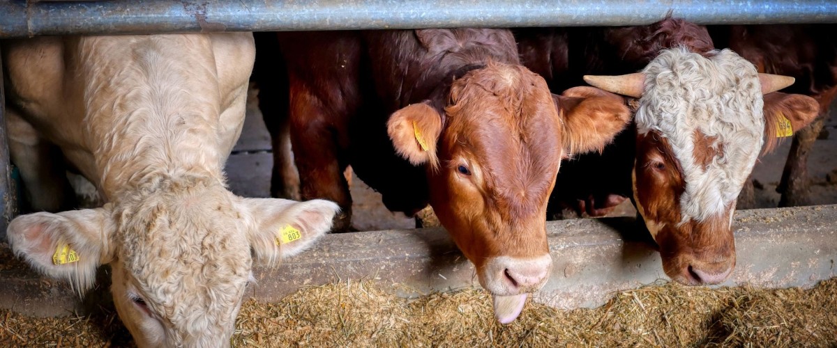 GRENOBLE : la nouvelle maire attendue sur ses engagements pour la protection animale