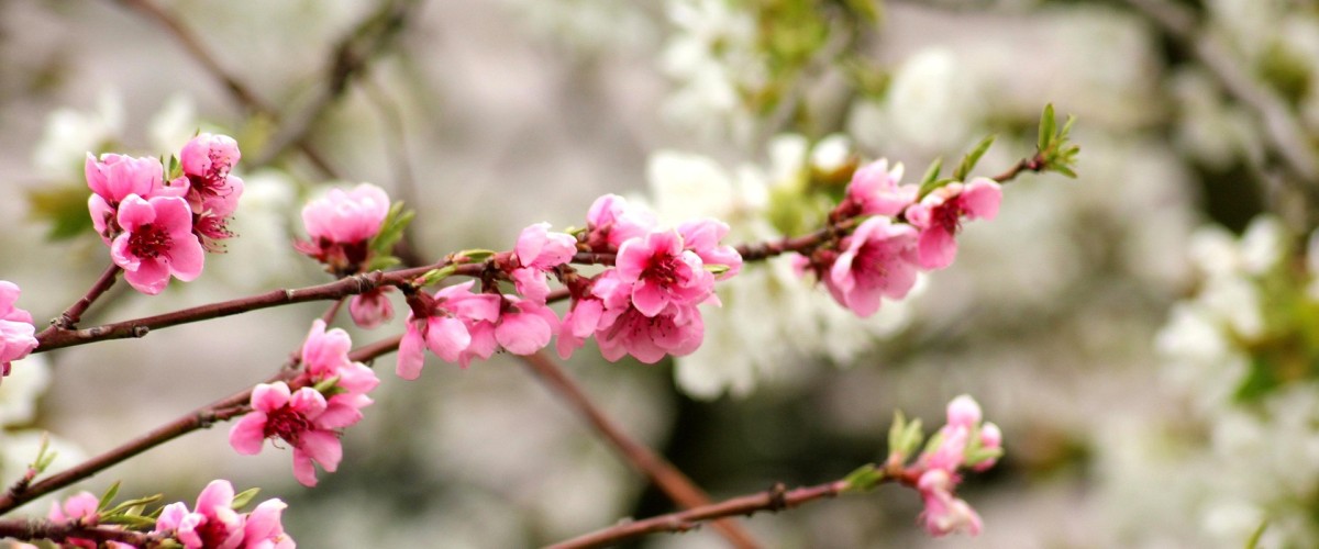 GRENOBLE : la Ville relance son opération de dons d’arbres pour végétaliser les espaces privés