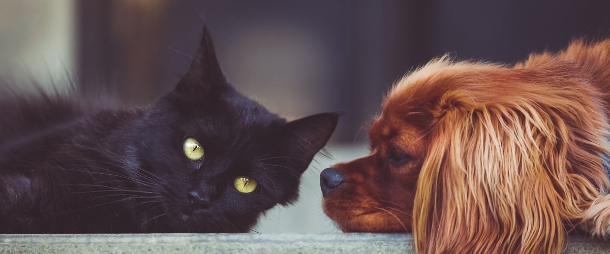 PÂQUES : attention au chocolat, un outil gratuit pour évaluer les risques chez les animaux