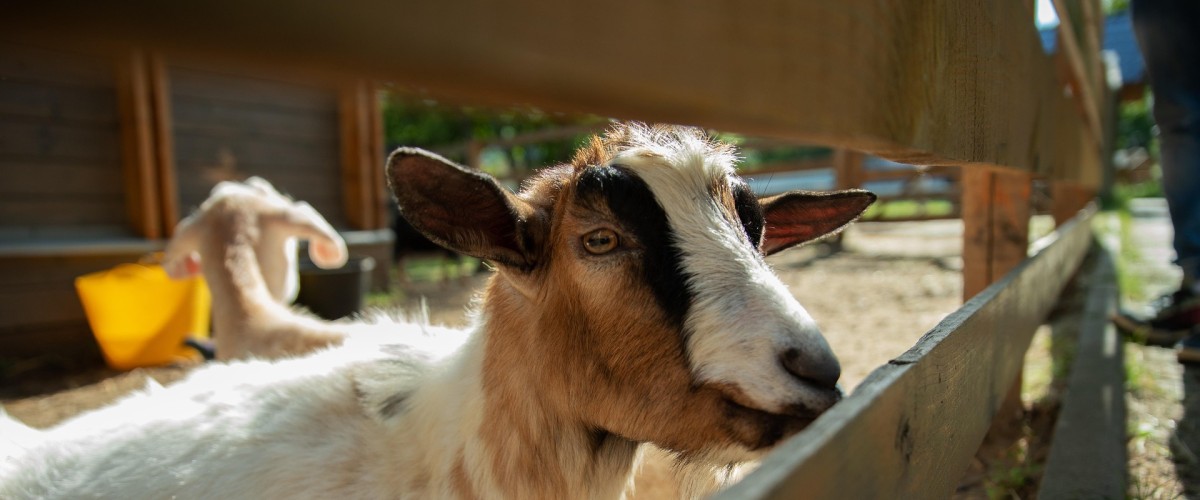 CLAIX : Ferme en Ville de retour pour deux jours dédiés à l’agriculture