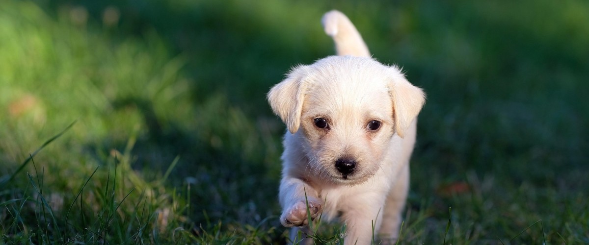 GRENOBLE : la ville sacrée numéro 1 pour le bien-être des animaux