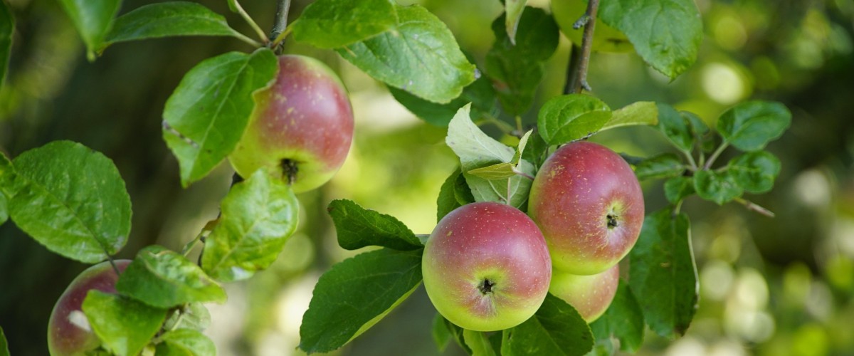 VILLE-SOUS-ANJOU : Les pommes de 2026 se découvrent directement chez l’arboriculteur