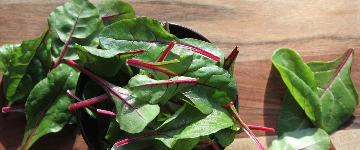 LES RECETTES DE FRANCIS : Salade Vigneronne – Magrets + Gésiers (4 personnes)