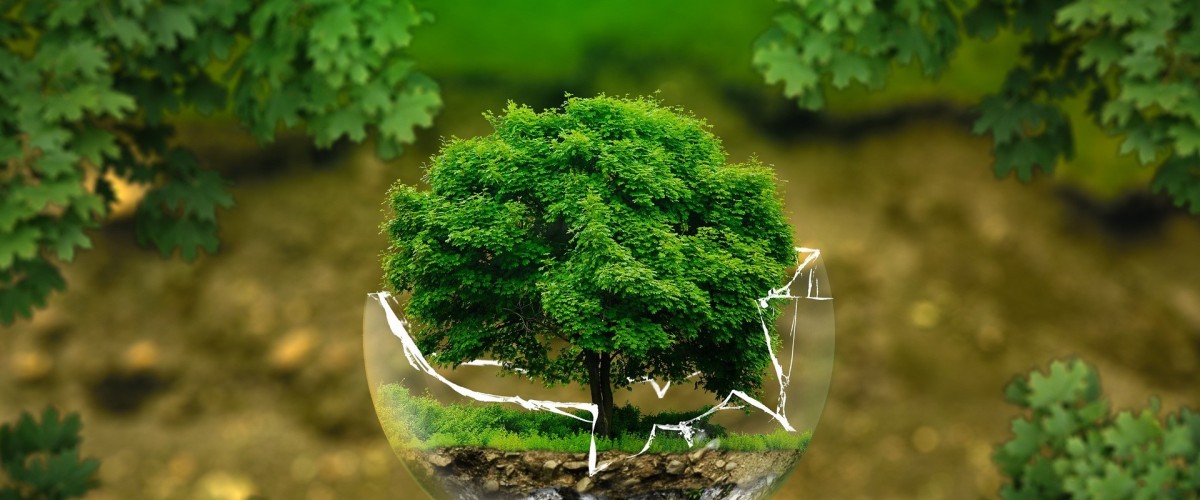 ISÈRE : L’ONF met gratuitement en ligne plus de 100 ressources pour mieux comprendre la forêt