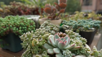 GRENOBLE : une grande vente de plantes attend les amateurs de verdure