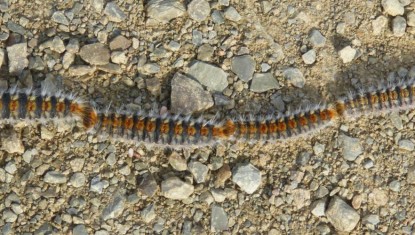 AUVERGNE-RHÔNE-ALPES : au printemps, les balades avec son chien peuvent vite tourner au piège