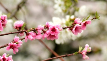 GRENOBLE : la Ville relance son opération de dons d’arbres pour végétaliser les espaces privés
