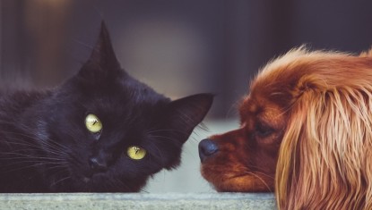 PÂQUES : attention au chocolat, un outil gratuit pour évaluer les risques chez les animaux