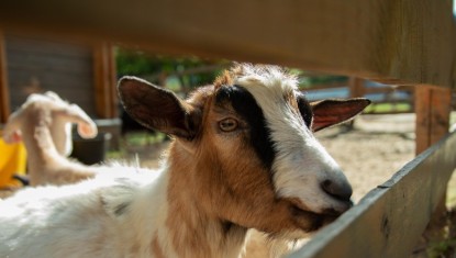 CLAIX : Ferme en Ville de retour pour deux jours dédiés à l’agriculture
