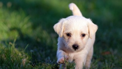 GRENOBLE : la ville sacrée numéro 1 pour le bien-être des animaux