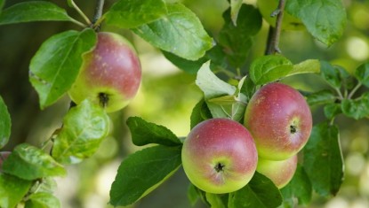VILLE-SOUS-ANJOU : Les pommes de 2026 se découvrent directement chez l’arboriculteur