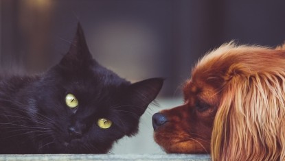 CHONAS-L’AMBALLAN : 600 kg de nourriture pour les animaux du refuge de Gerbey