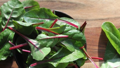 LES RECETTES DE FRANCIS : Salade Vigneronne – Magrets + Gésiers (4 personnes)